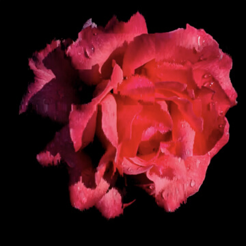 Flowers - Toru Izumida